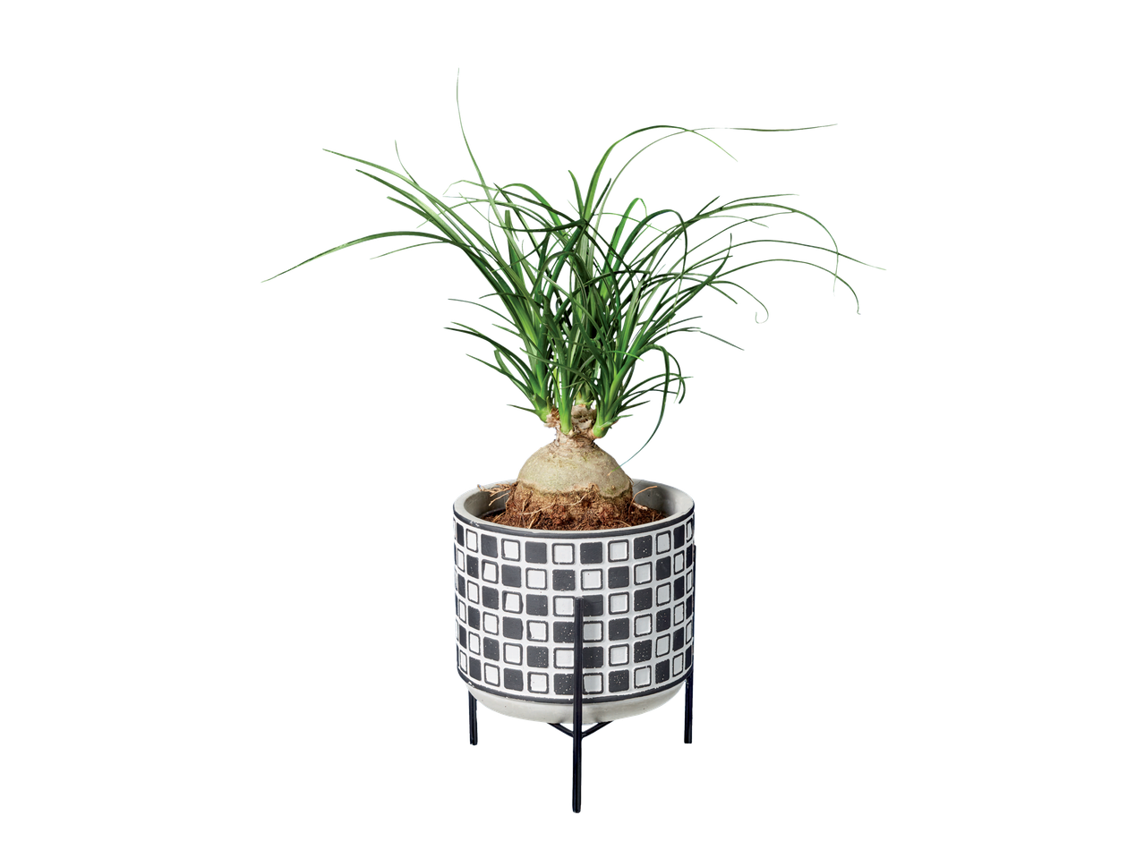 Ponytail palm in a black and white patterned pot on a stand