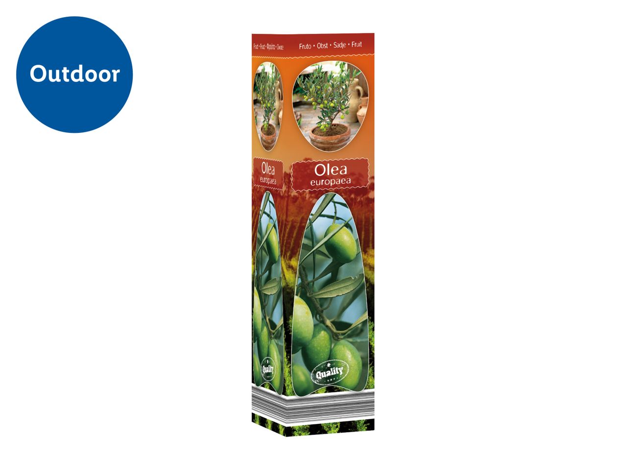 Outdoor olive tree plant packaging with images of the plant and its fruit, labeled 'Olea europaea'.