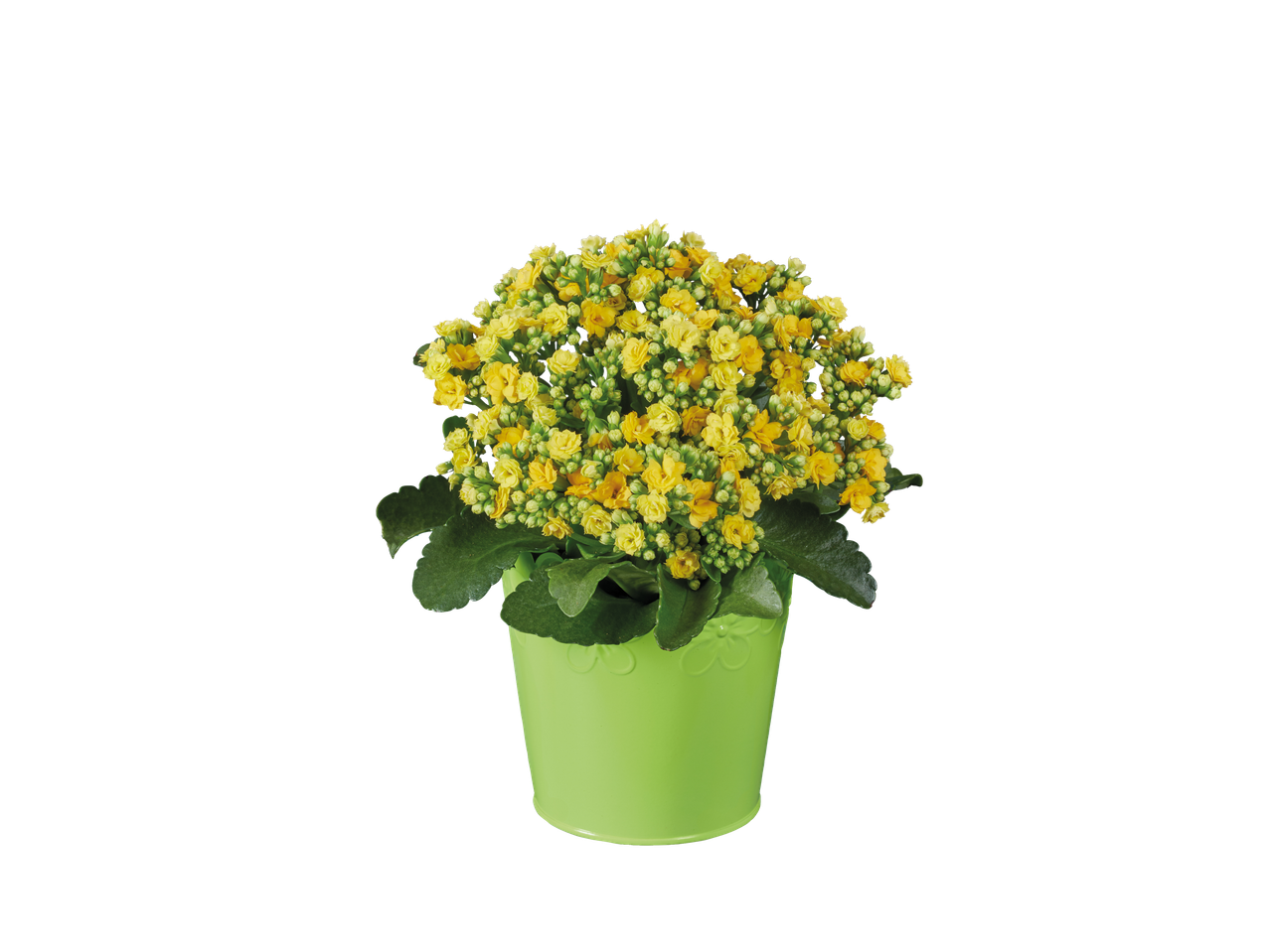 Yellow Kalanchoe flowers in a light green pot.