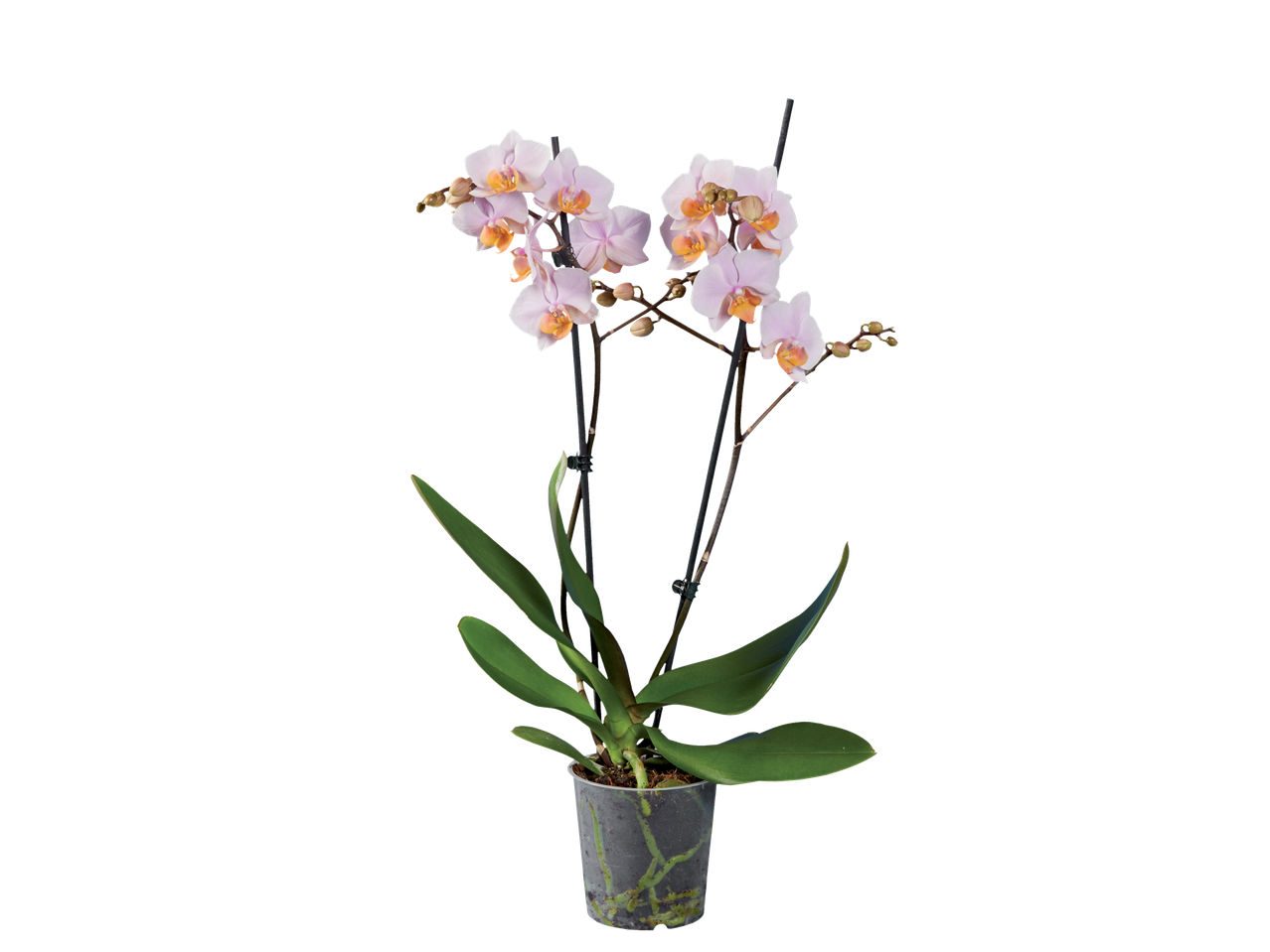 O orhidee Phalaenopsis roz pal, frumoasă, într-un ghiveci.