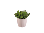 Planta de cacto em vaso.