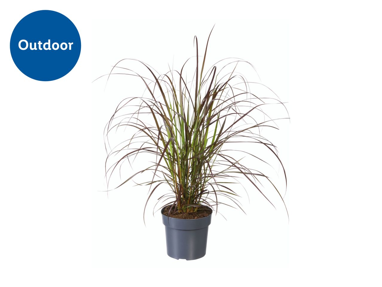 Dark-leaved ornamental grass in a gray pot, suitable for outdoor use.