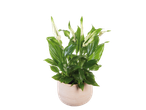 Uma planta em vaso com flores brancas e folhas verdes em um vaso bege.