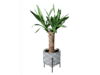 Yucca plant in a decorative black and white patterned pot with a stand