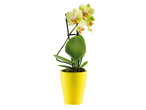 Orhidee Phalaenopsis galbenă într-un ghiveci galben.