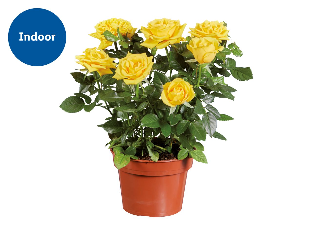 Potted yellow roses with green leaves, labeled for indoor use.