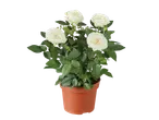 A potted mini rose plant with white blooms and green leaves.