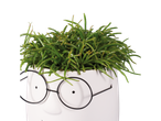 Uma planta suculenta em um vaso branco em forma de rosto com óculos.