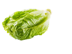 Alface romana fresca e verde sobre um fundo branco.