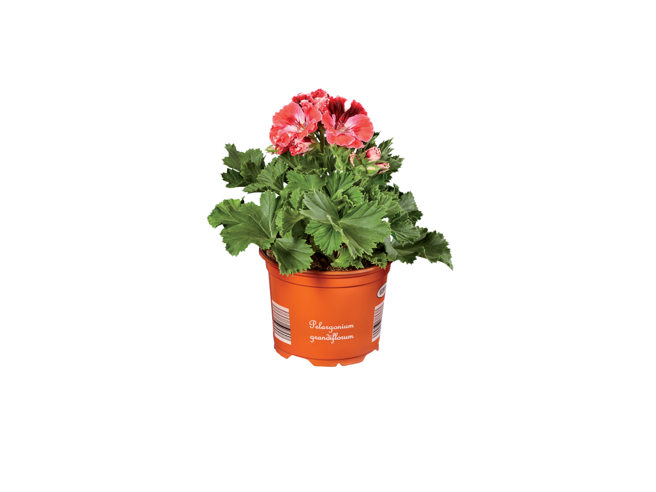 English Geranium (Pelargonium grandiflorum) in an orange pot with a barcode.