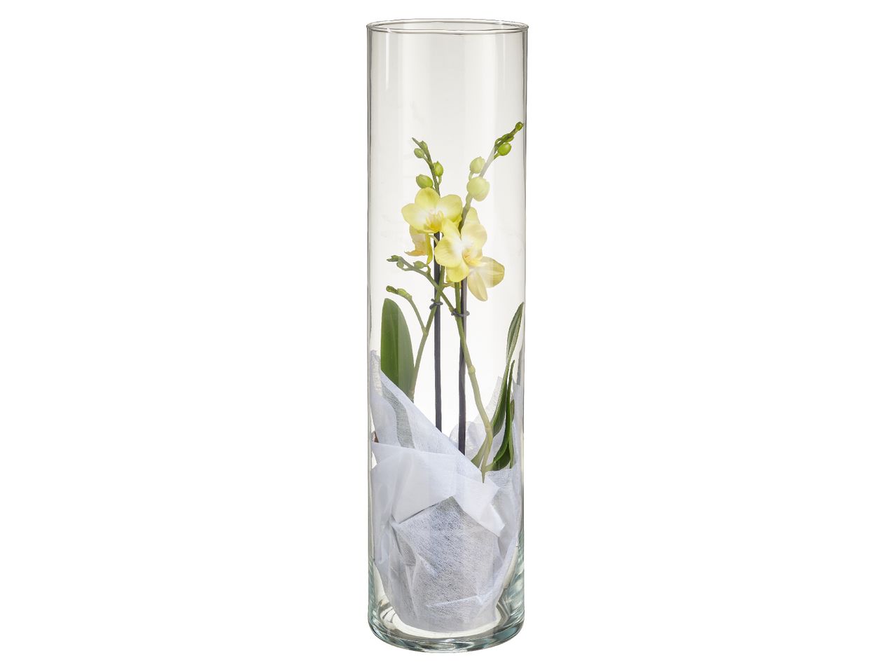Aller en mode plein écran : Orchidée 2 tiges en vase - Image 1