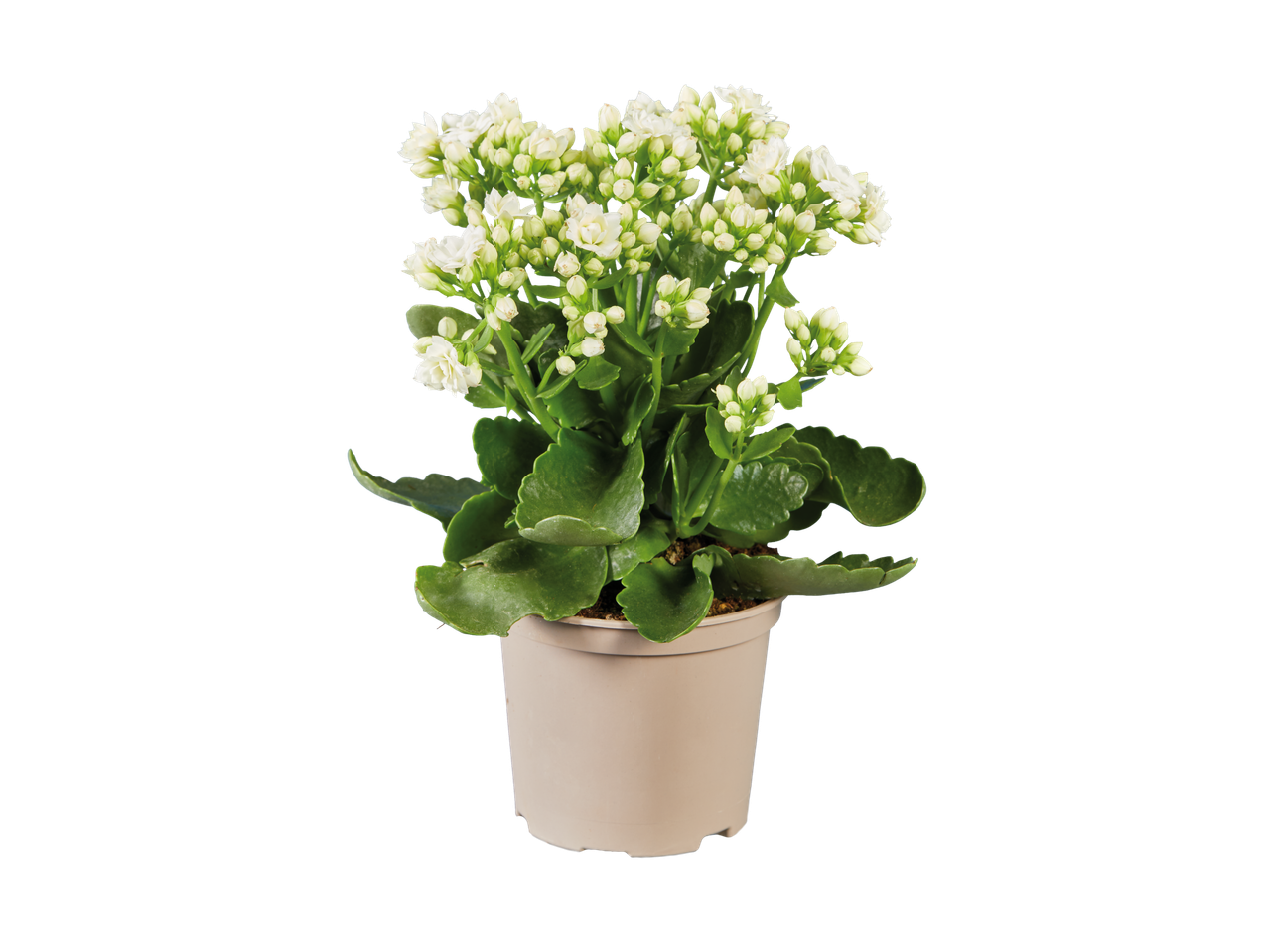 Uma Kalanchoe branca em um vaso bege sobre fundo preto.