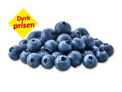 Blåbær