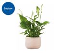 Indoor peace lily plant in a textured pot.