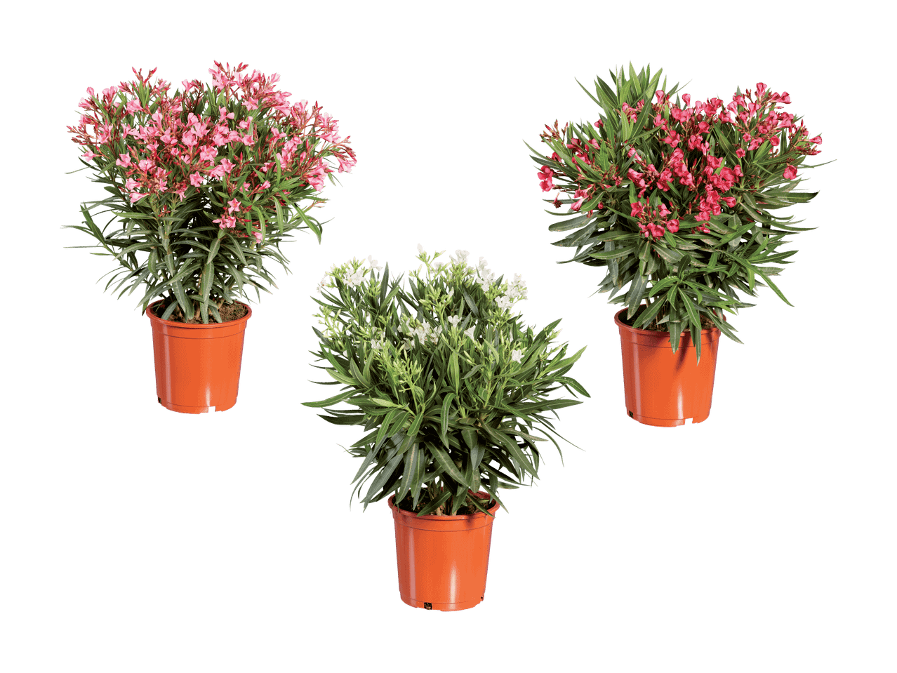 Drei Topf-Oleander: zwei rosa und einer weiß, auf schwarzem Hintergrund.