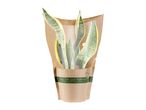 A Sansevieria trifasciata 'Laurentii' plant in a brown paper pot.