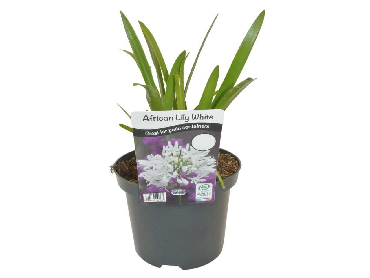 Potted African Lily White plant with a label stating 'Great for patio containers' and 'Origin-Ireland'.