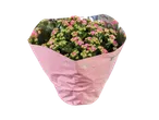 Plante en pot de Kalanchoe rose dans un emballage cadeau rose et argenté.