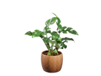 Uma planta Monstera verde em um vaso marrom.
