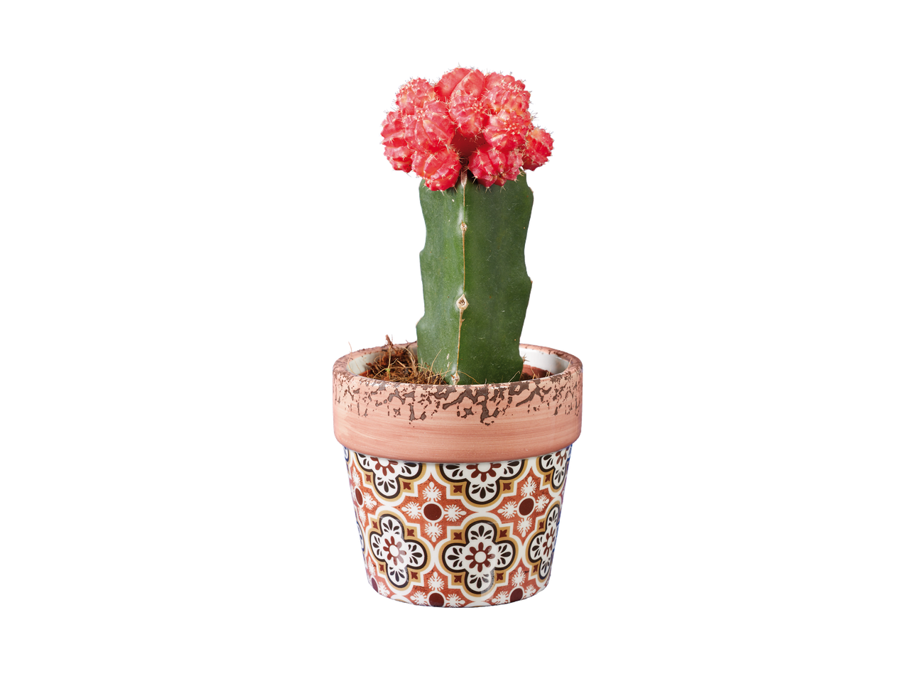 Cactus greffé avec une tête rouge vif dans un pot en terre cuite à motifs.