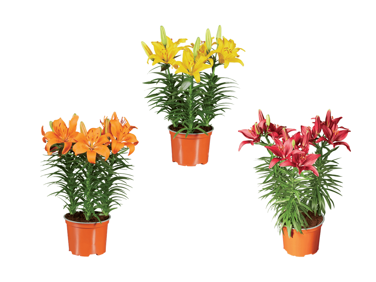 Trois lys en pot de couleurs différentes : jaune, orange et rouge.