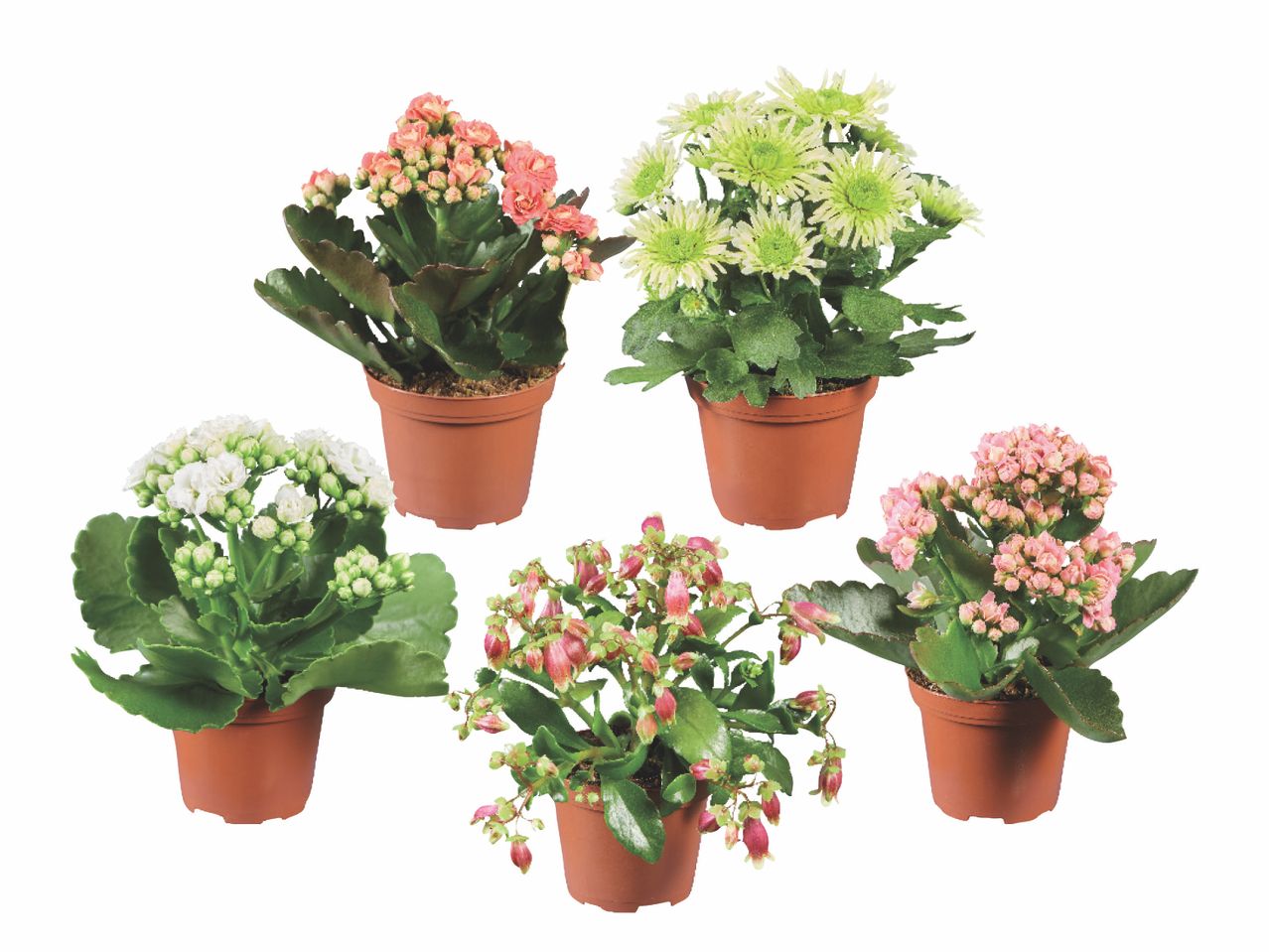 Five potted flowering plants, including pink and white kalanchoe, and green chrysanthemums.