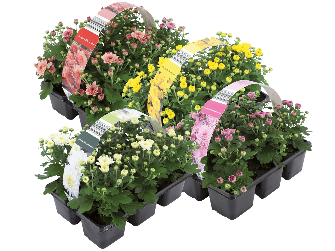 Flera sorters blommor i krukor, färdiga att planteras.