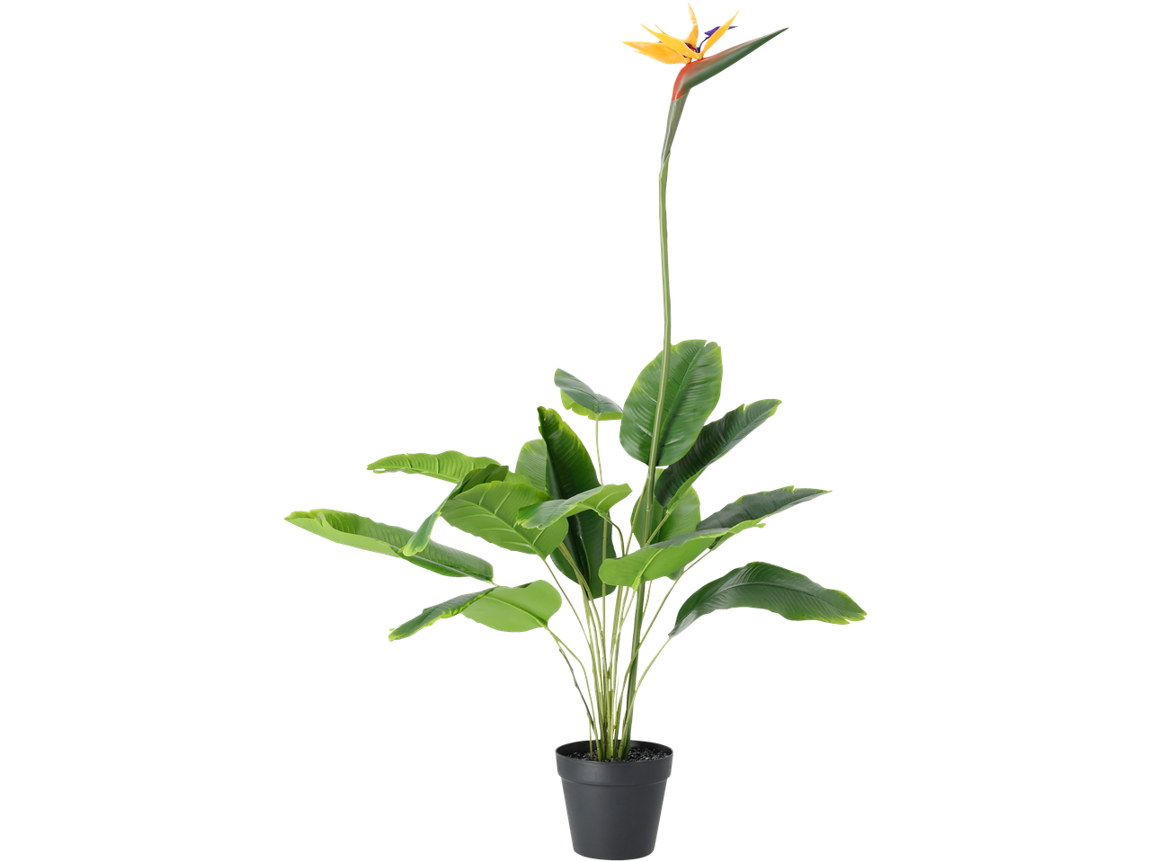 Potted bird of paradise plant with vibrant orange and blue flower on a tall stem.