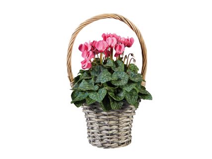 Ciklámen kosárban*