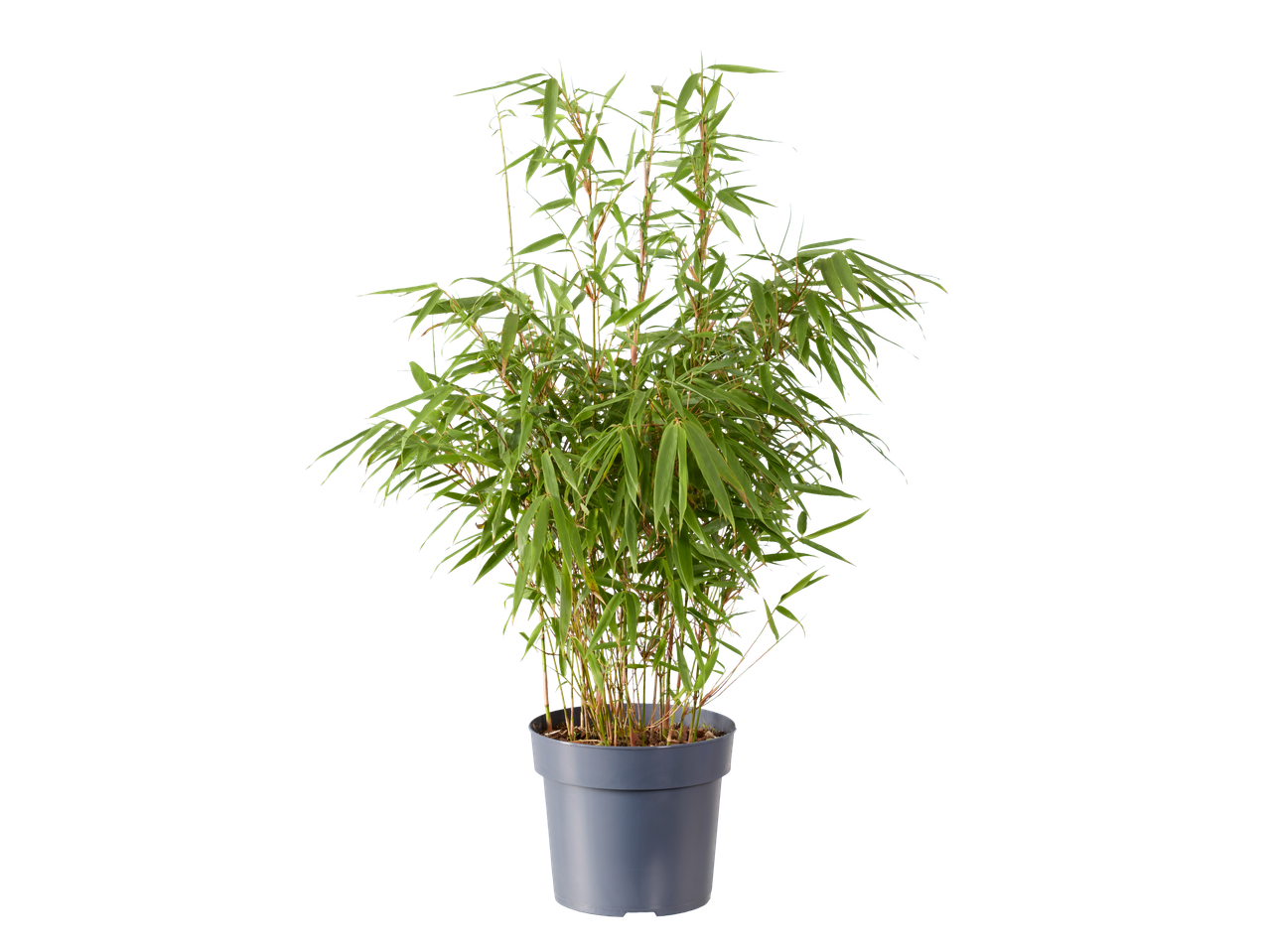 Fargesia XXL in een grijze pot, met groene bladeren en slanke stengels.