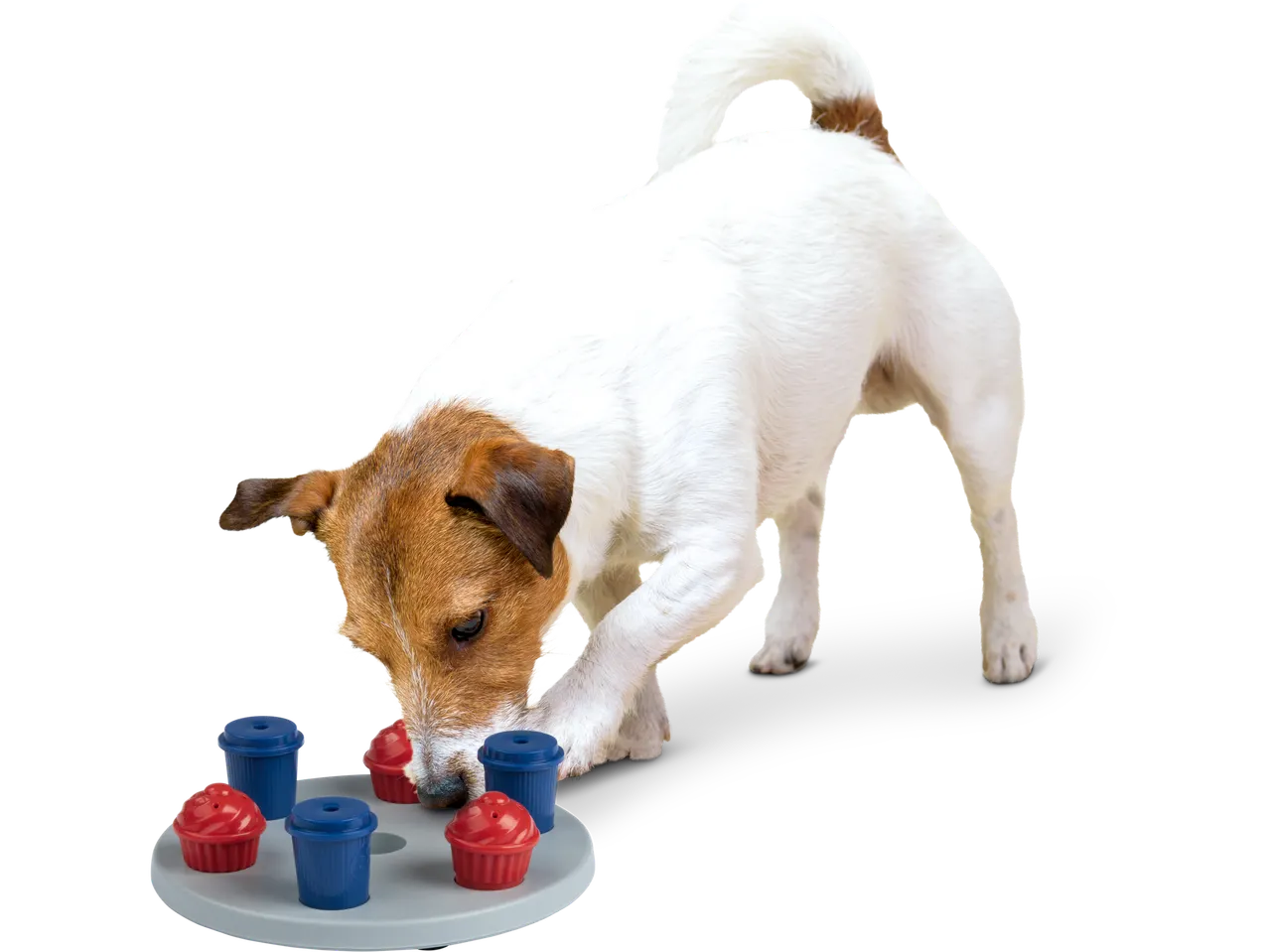 Un câine se joacă cu o jucărie interactivă pentru câini, cu recipiente în formă de cupcake.
