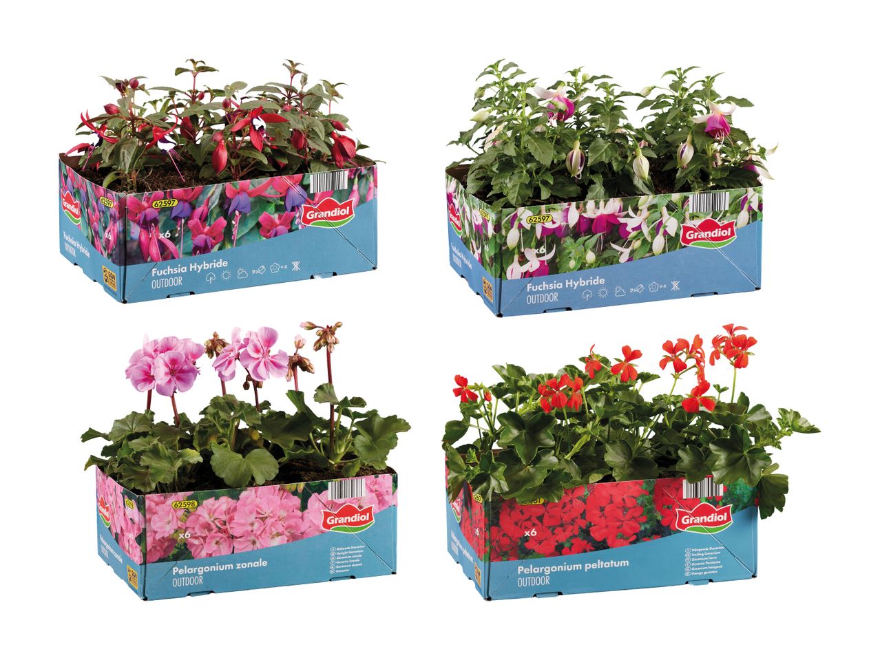 Fire kasser med fuchsia og pelargonium planter i forskellige farver, klar til udendørs brug.