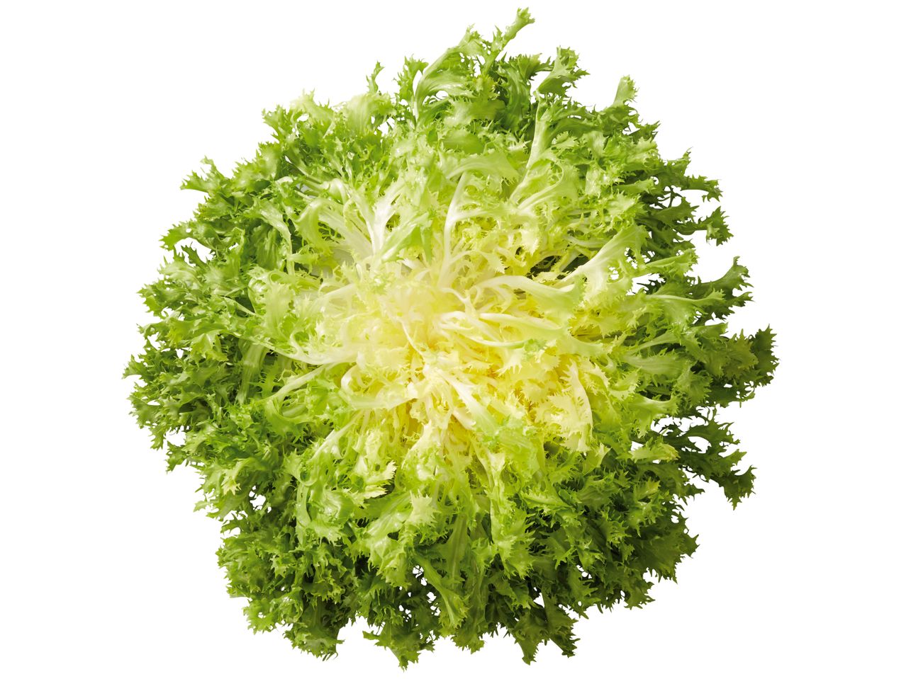 Frischer, grüner Endiviensalat.