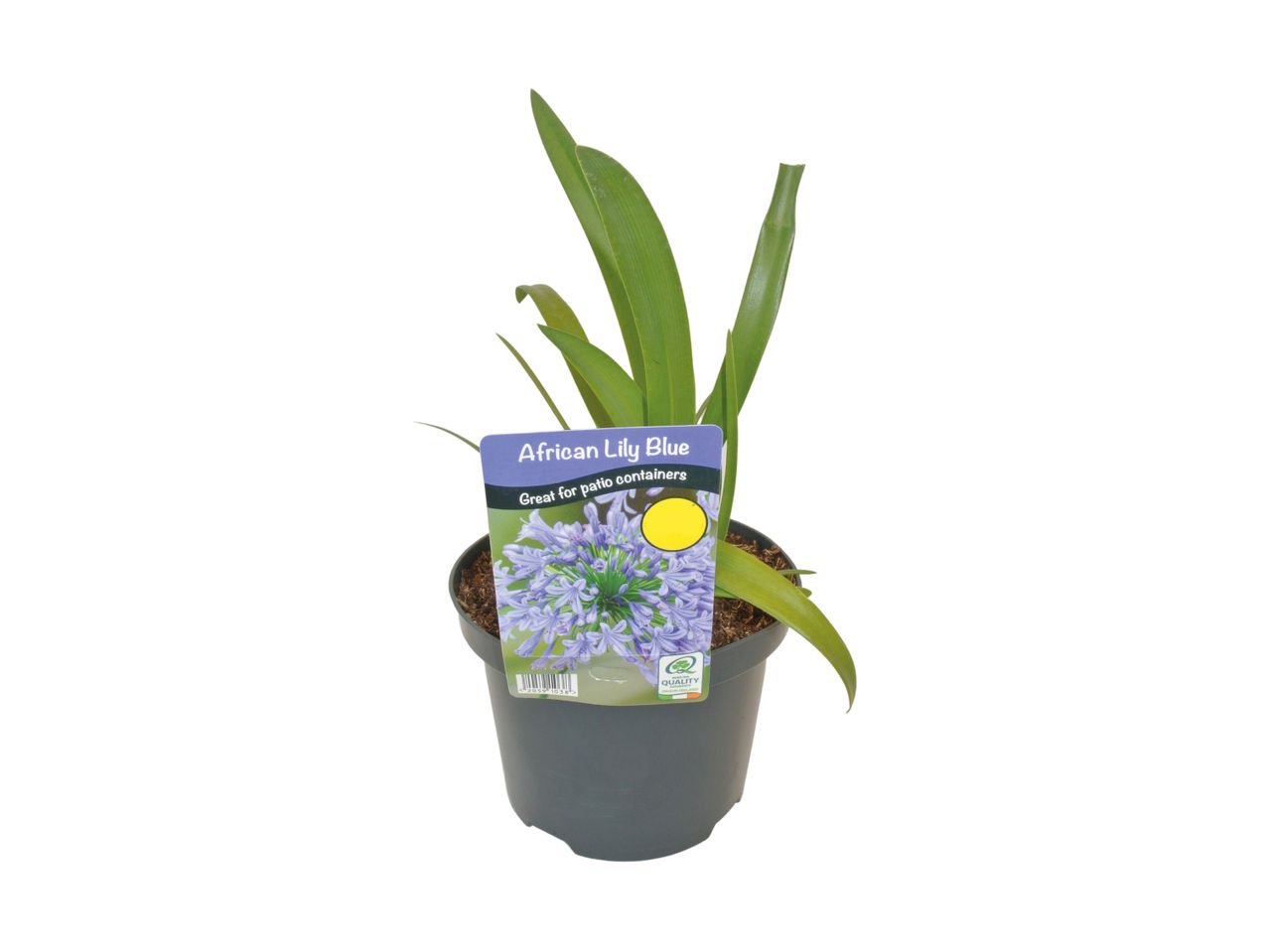 Potted African Lily Blue plant with a label that reads 'Great for patio containers'