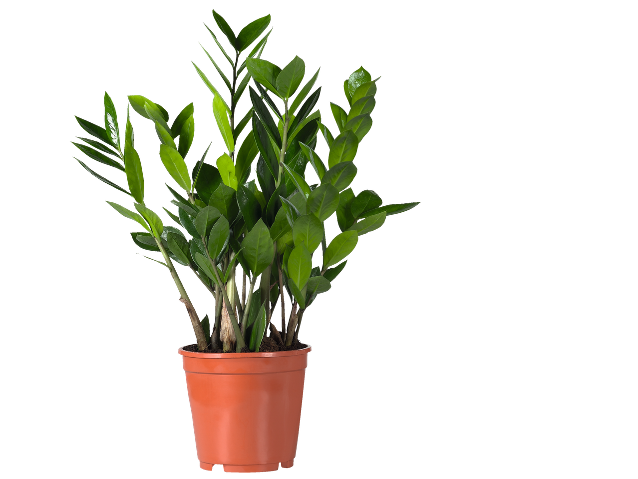Zamioculcas plant in a terracotta pot.