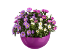 A purple bowl filled with purple, pink, and white aster flowers.