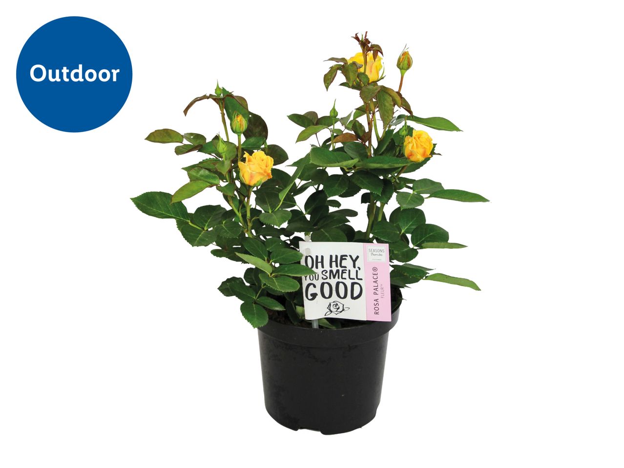 Potted yellow rose plant with green leaves and buds, labeled 'Outdoor' and 'OH HEY YOU SMELL GOOD'.