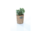 Succulent in terracotta pot.