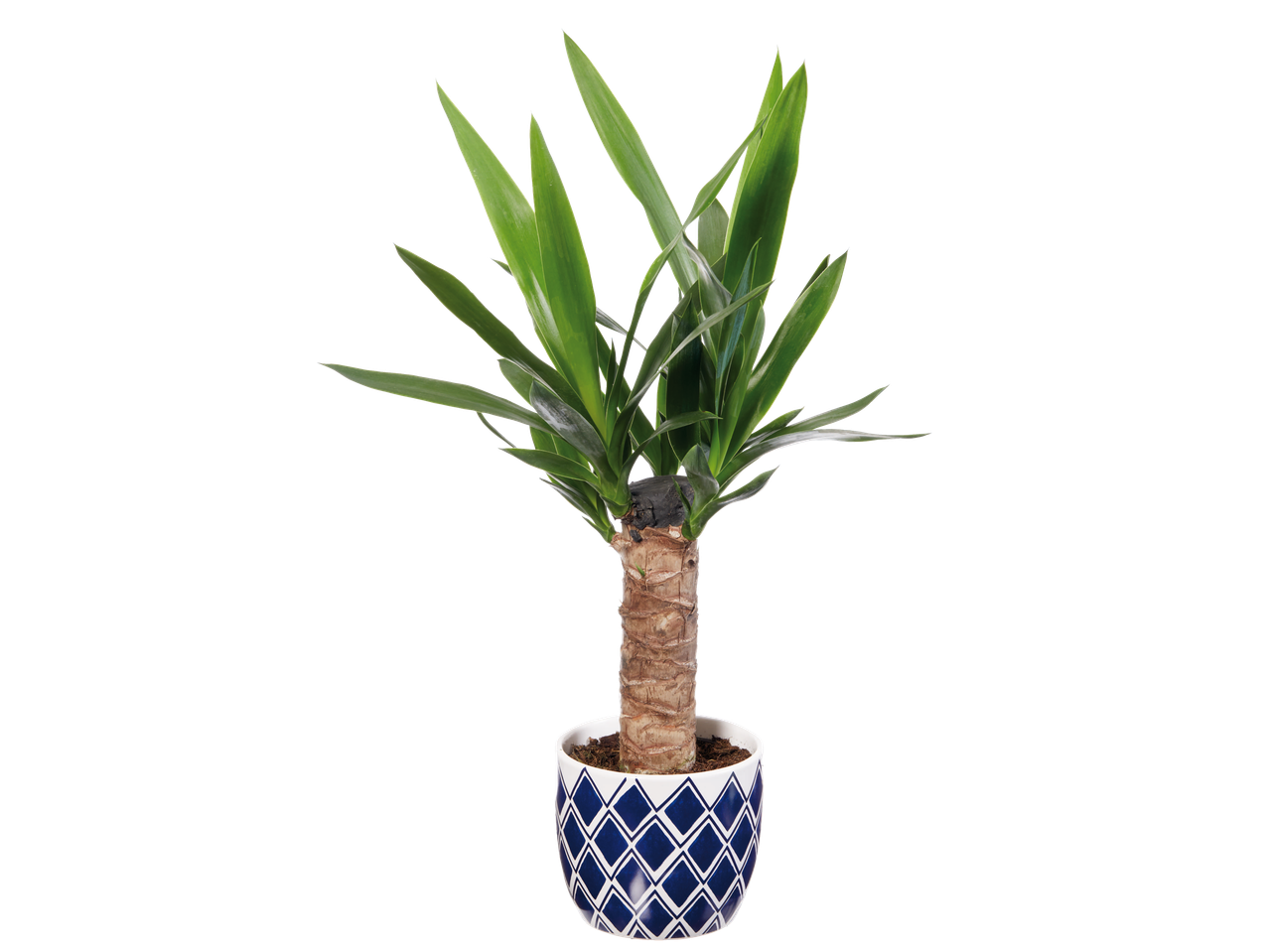 Yucca plant in a blue and white pot.