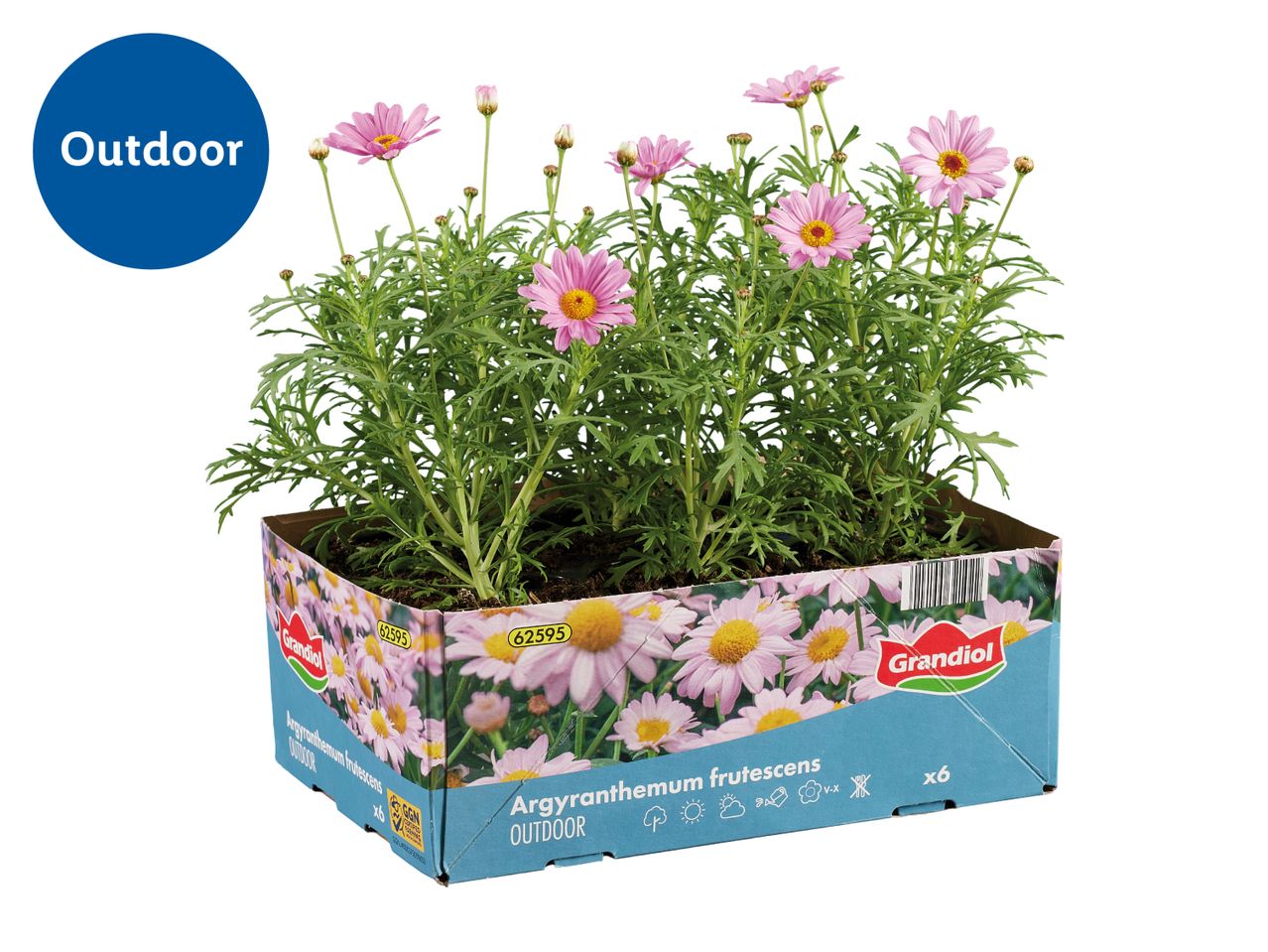 Pink daisy-like flowers in a cardboard tray, labeled for outdoor use.