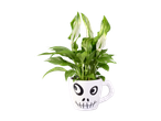 Plantă de interior într-o cană albă cu față de schelet