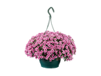 Roze chrysanten in een hangpot.