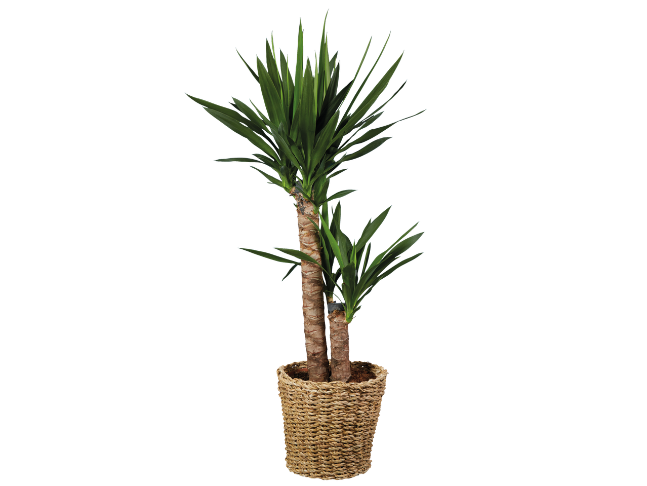 Yucca plant in een gevlochten mand.