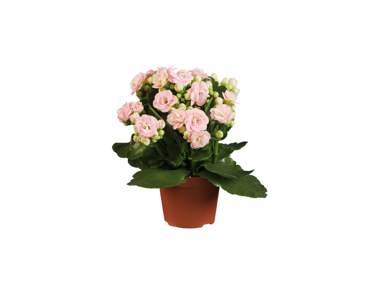 Mini Kalanchoe com flores cor-de-rosa num vaso castanho