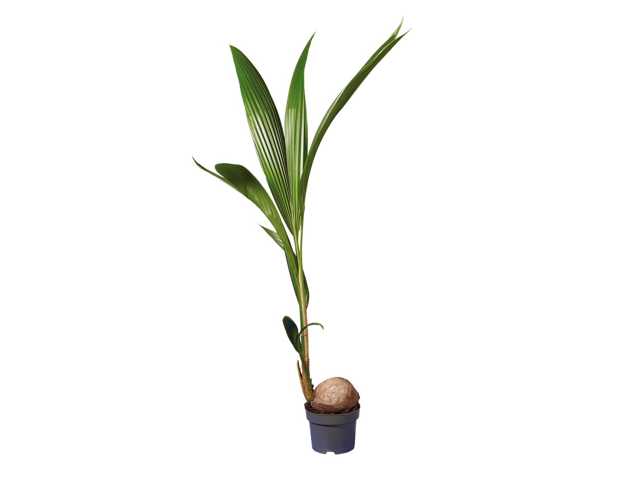 Kókuszpálma csemete egy kókuszdióval egy fekete edényben, fekete háttér előtt.