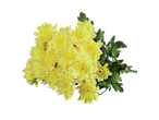 Buchet de crizanteme galbene.