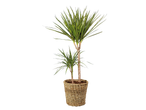 Dracaena plant met groene en gele bladeren in een gevlochten pot.