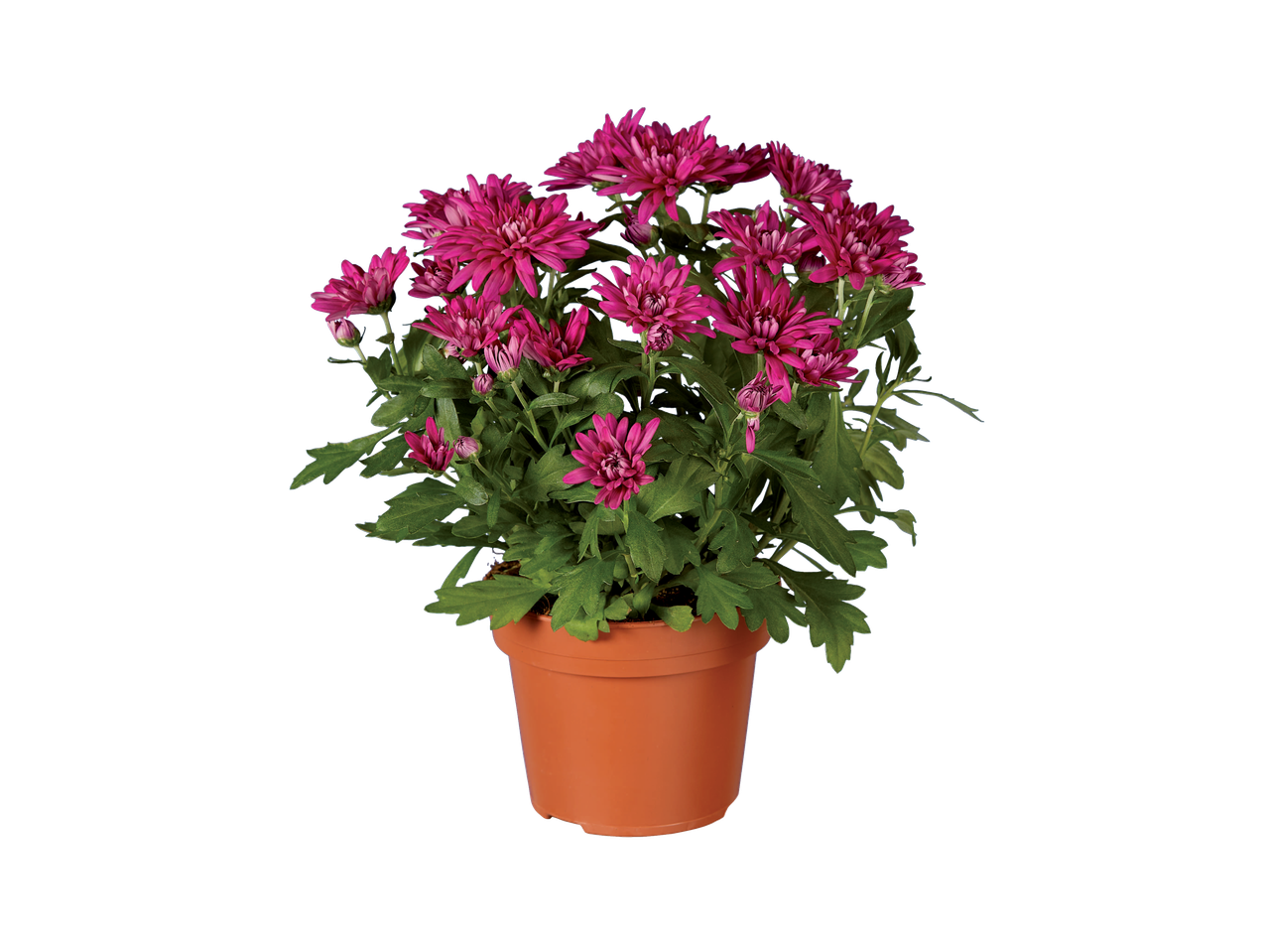 Een gepotte plant met donkerroze chrysantenbloemen.