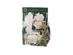Pakovanje lukovica Iris germanica 'White' sa belim cvetovima.