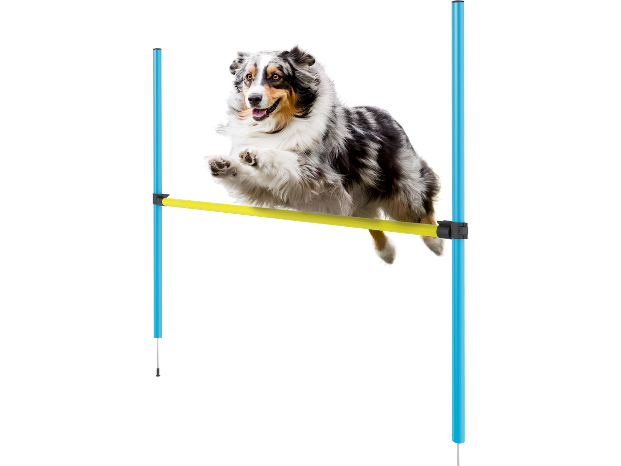 En hund hoppar över ett agilityhinder.